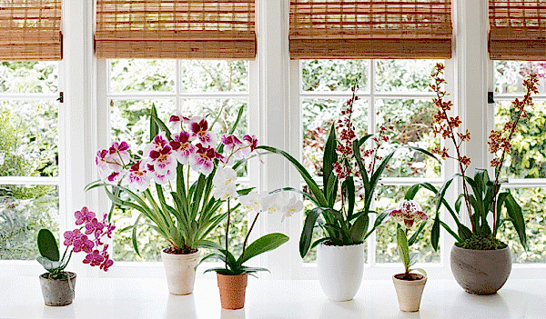 İç Mekan Bakımları